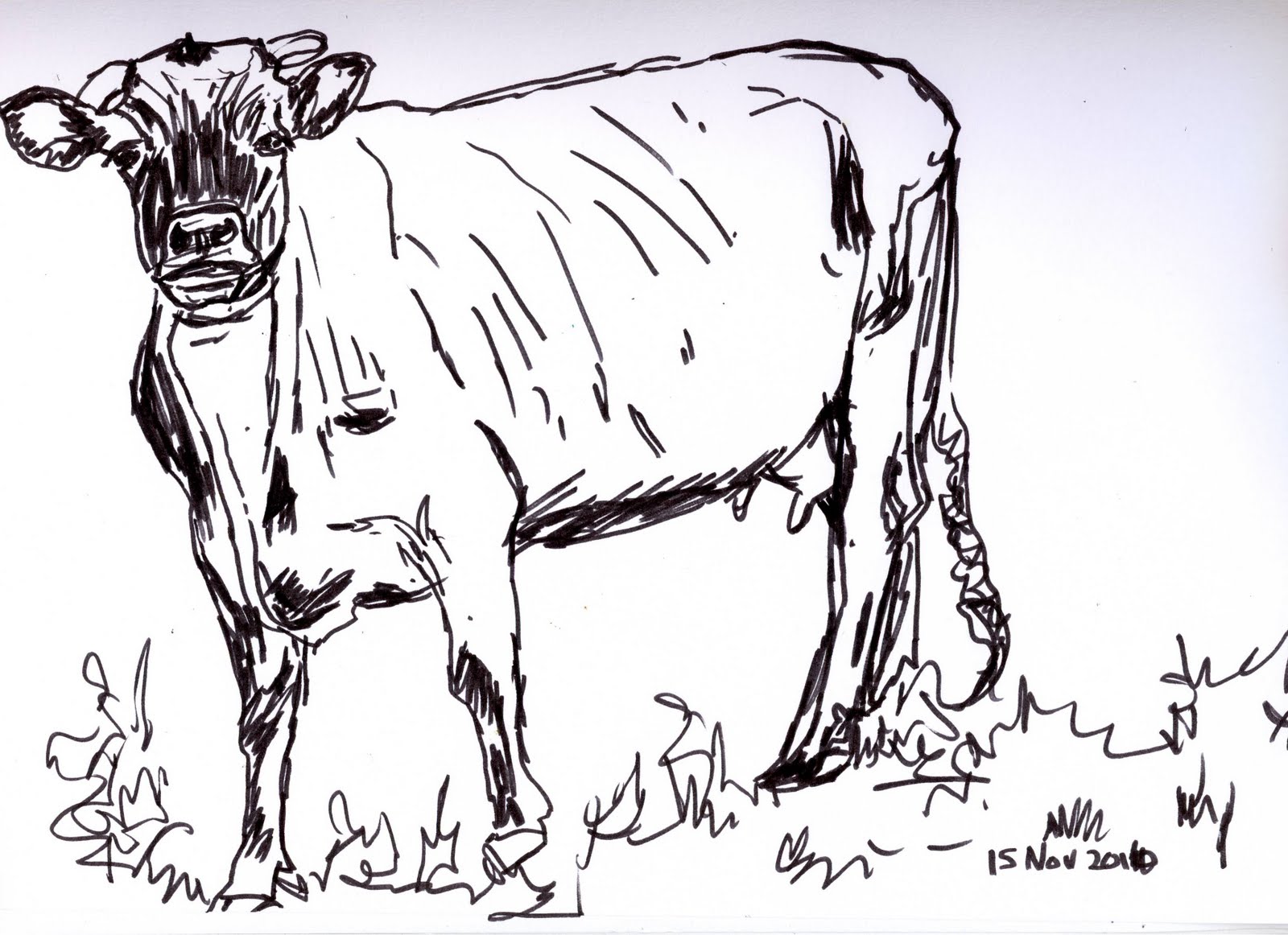 Uses Of Cow Sketches