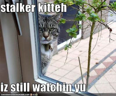 funny-pictures-stalker-cat-is-watching-you.jpg