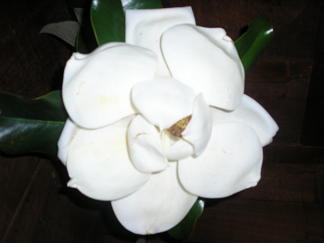 MAGNOLIA DISEÑOS