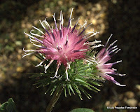 Flora y Fauna de Honduras Flora y Fauna de Honduras