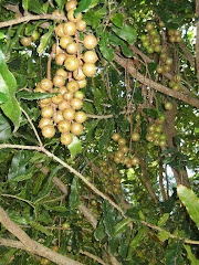 Macadamia Nuts in Tree