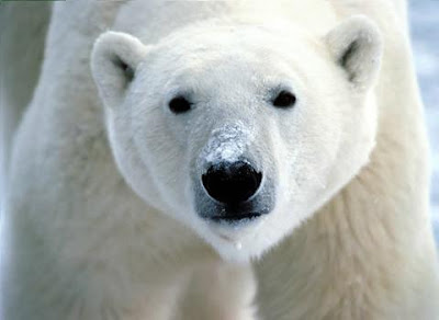 oso polar curioso
