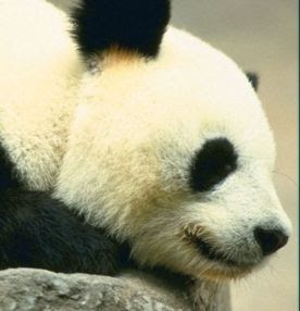 foto de oso panda dormido