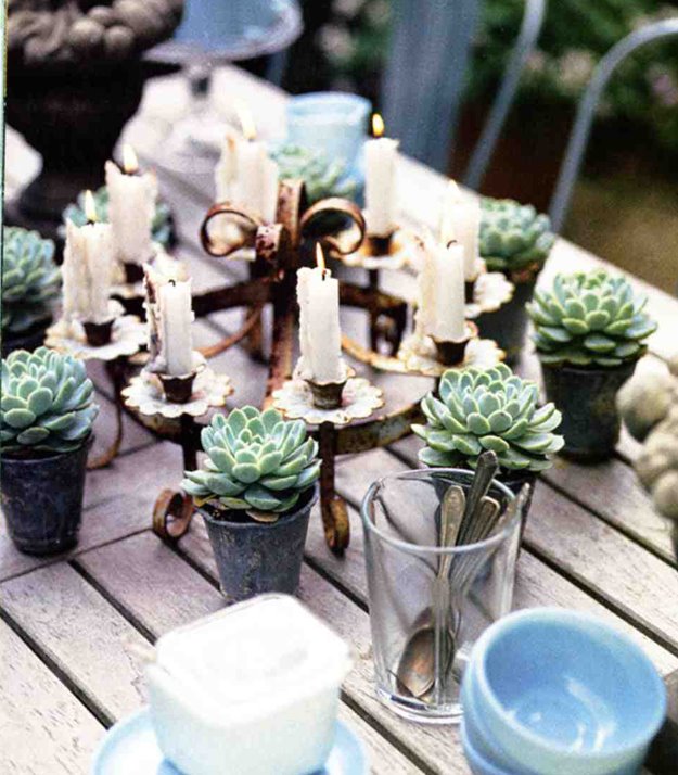 [succulent.jpg]