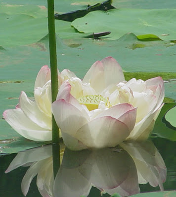 Lotus558.jpg