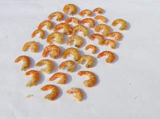 acetes chinensis
