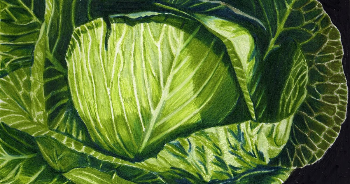 Amah Art "Cabbage 5" Colored pencil Drawing