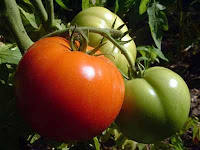 domates bitkisi domates yetiştiriciliği domates hakkında domates,domates yetiştiriciliği,tohum,meyve,domates bitkisi,kuru domates,organik domates