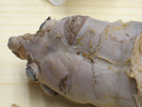 the dog goes bark bark: Mink Musculature vs. Human Musculature