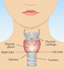 Weight Gain Due To Thyroid