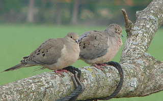 Ricky and Lucy, the Mourning Doves
