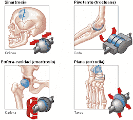 sinantrosis