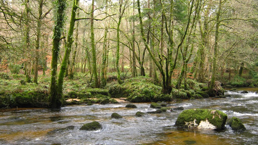[river+and+trees.jpg]