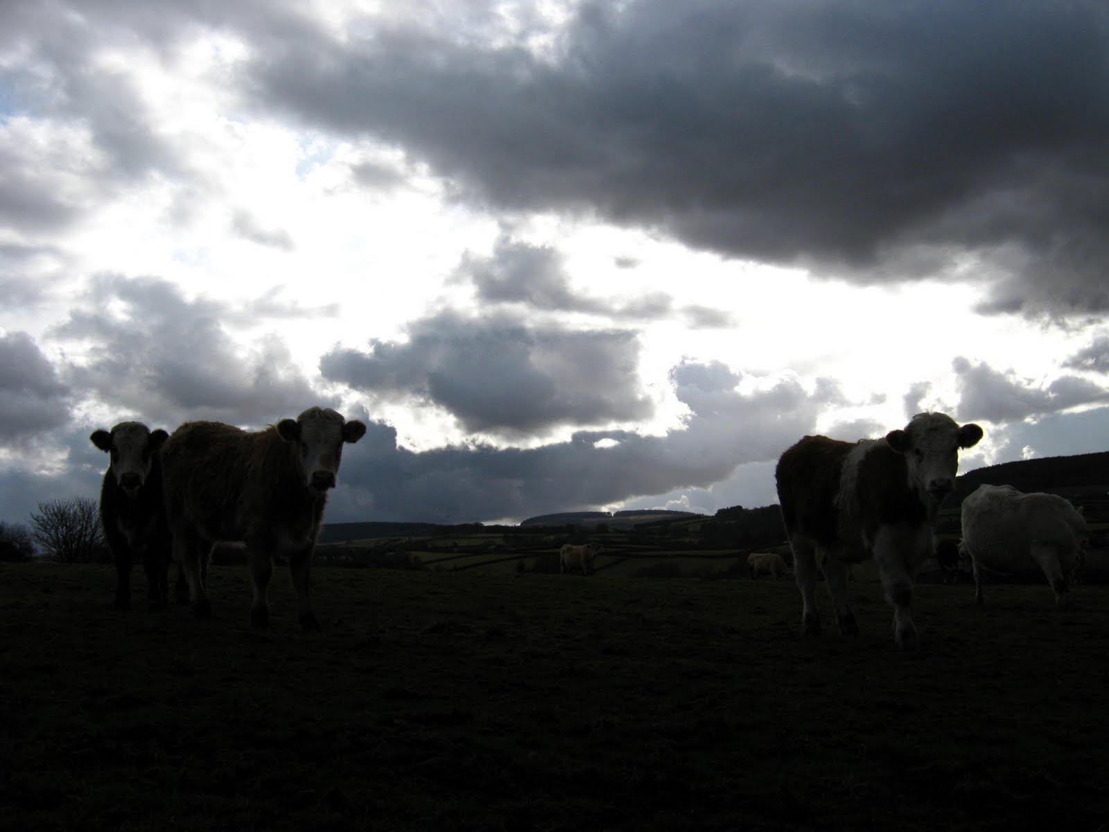 [cows+at+dusk.jpg]