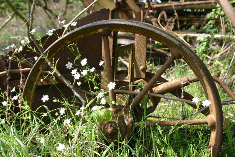 [flowers+and+wheel.jpg]