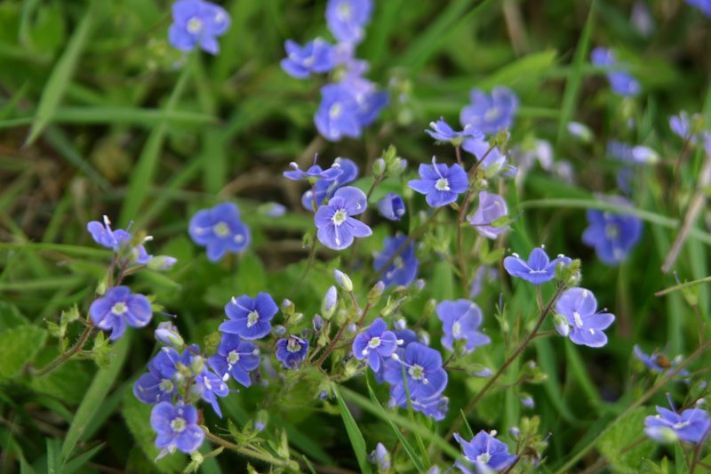 [germander+speedwell.jpg]