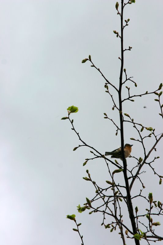[bird+in+tree.jpg]