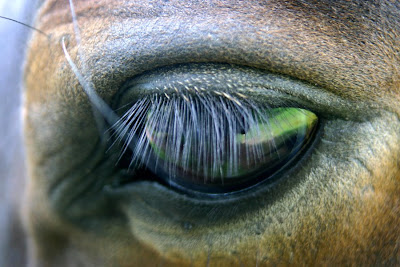 horse eye paintings