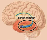 The hippocampus