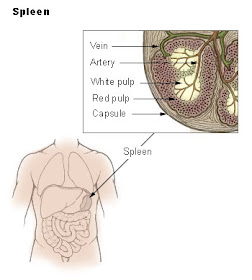 http://4.bp.blogspot.com/_xikSNRM1uXI/S5pZUGkDrAI/AAAAAAAAAOM/ZhGQbiUuTYw/s280/Spleen.jpg