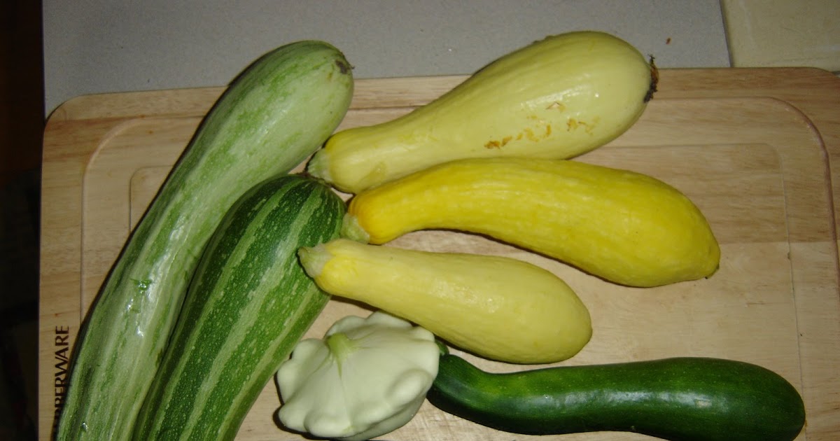 Growing Human Dehydrating Squash for Winter