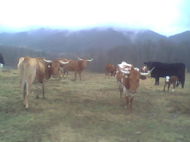 [longhorns.bmp]