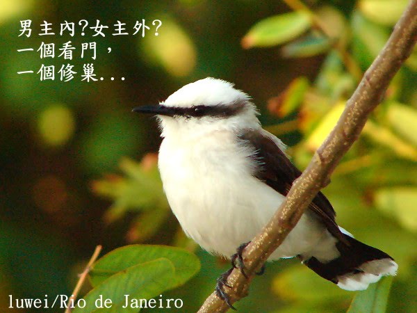 [Masked+water+Tyrant.JPG]