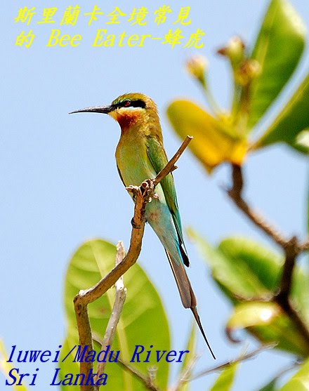 [Blue-tailed+Bee-eater.jpg]