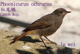 [Rouge+Queue+Marianske.JPG]