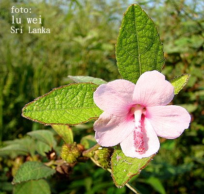 [Kandy+en+flore.JPG]