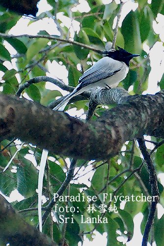 [White+Paradise+flycatcher.jpg]