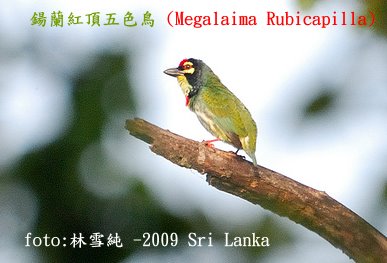 [Red+head+barbet2.jpg]