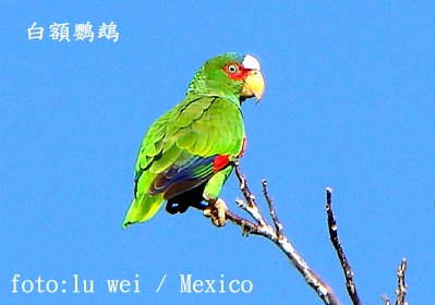 [28+White+Fronted+Parrot.JPG]