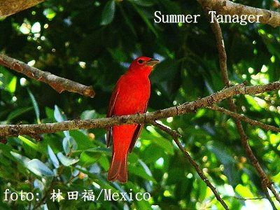 [Summer+Tanager.JPG]