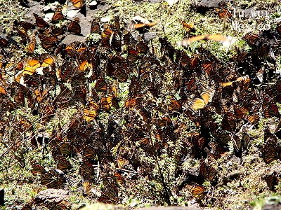 [Mariposa+art+2.JPG]