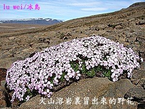 [Galium+Iceland.jpg]