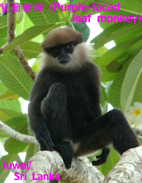 [Purple+faced+leaf+monkey+single.JPG]
