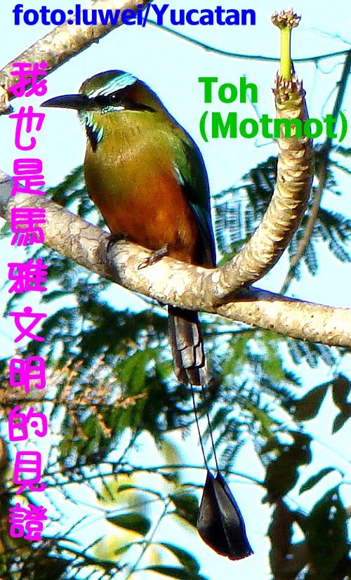 [Motmot.jpg]