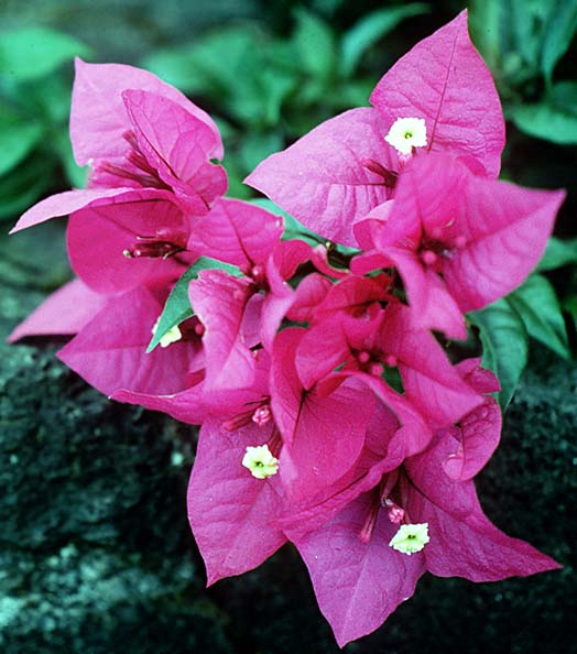 bougainvillea1.jpg