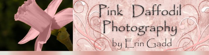 Pink Daffodil Photography Announcements