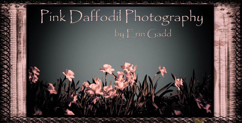 Pink Daffodil Photography Temples