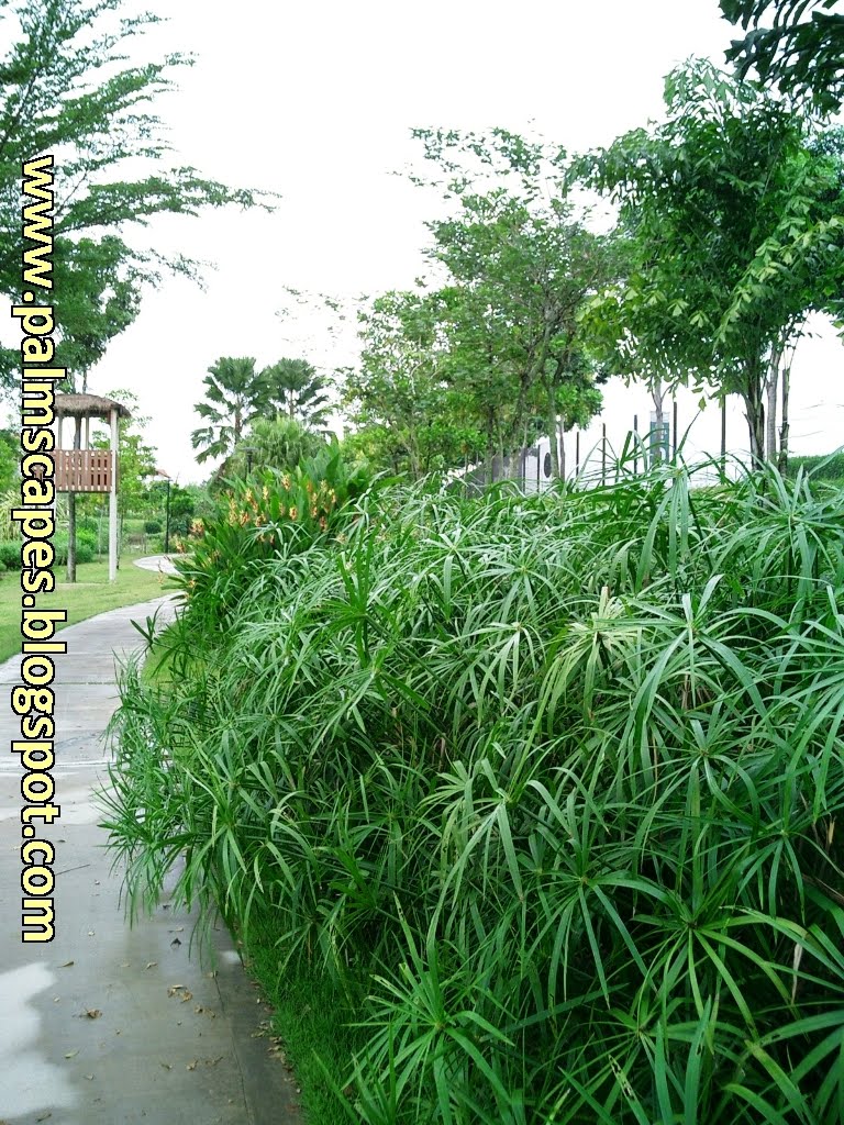 PalmScapes The Umbrella Palm