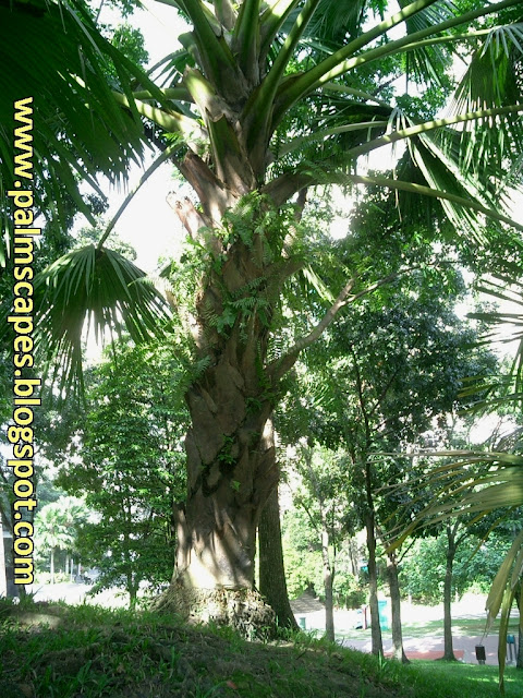 PalmScapes The Talipot Palm