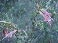 Styphelia triflora