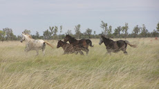 Tanami brumbies