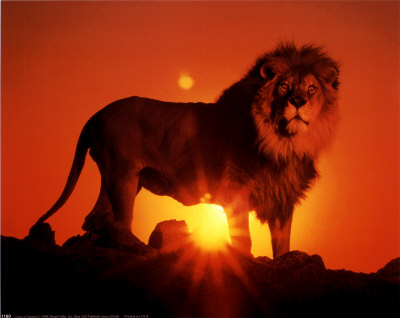 [1180~Lion-at-Sunset-Posters.jpg]
