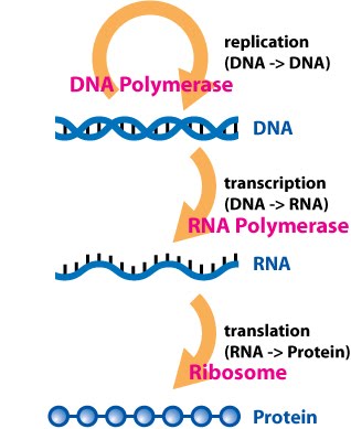 [Central_Dogma_of_Molecular_Biochemistry_with_Enzymes.jpg]