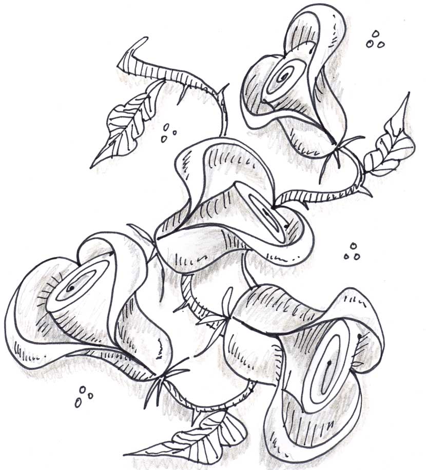 Rose Vine Drawing
