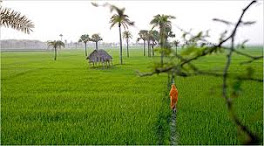 Cultivation Theory