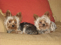 Hubie and Wilson